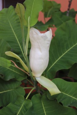 Magnolia macrophylla - šácholan velkolistý - květ